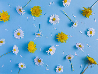 Daisy and dandelion pattern. Flat lay spring and summer flowers and white petals on a pastel blue background. Top view minimal concept. - 550940707