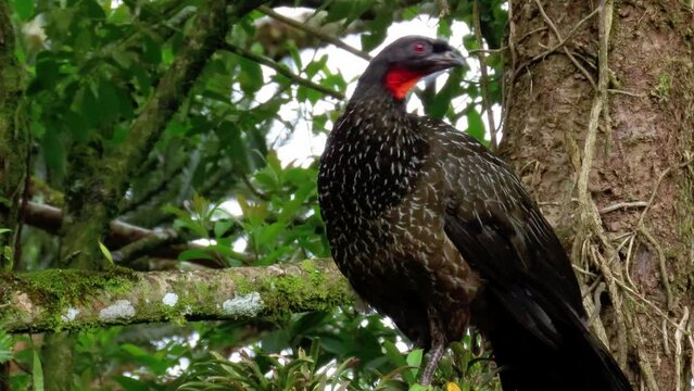 A large guan with a long tail looks around and walks to the camera. The dusky-legged guan (Penelope obscura). 