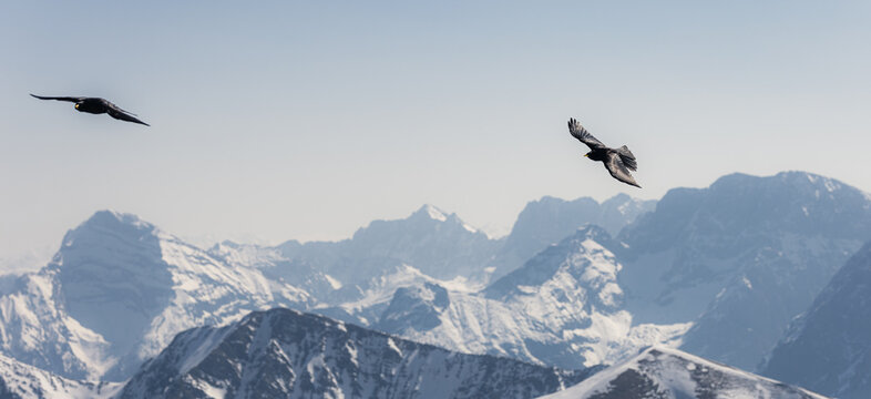 Bergdohlen im Flug &uuml;ber dem Karwendel