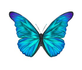 Obraz premium Blue morpho butterfly hand drawn illustration. Bright tropical insect drawing isolated over white background.