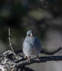 Dark-eyed Junco
