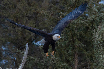 Bald Eagle Canyon