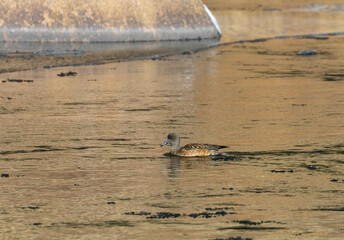 Fototapeta premium American Wigeon