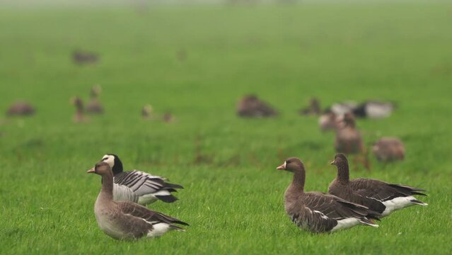 Greater white-fronted geese (Anser albifrons) standing in a pasture