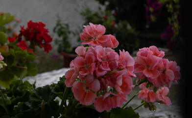 Hortensia rose