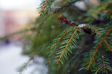 Naklejka na ściany i meble A close-up of a spruce branch