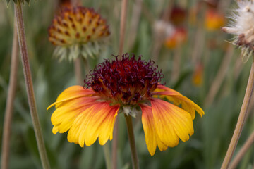 Fleur du jardin