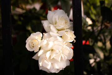 Roses blanches