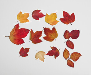 Set of autumn dried leaves on white background.