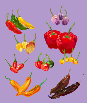 types of peruvian pepper ilustration 