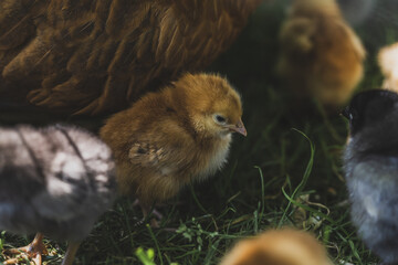 Little Chicken on a Green Grass on Organic Farm