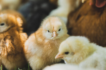 Little Chicken on a Green Grass on Organic Farm