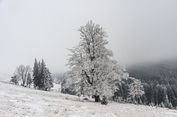 Frosty winter day in the mountains