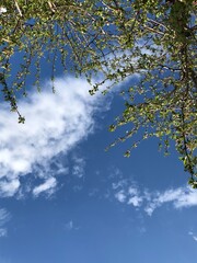 tree in the sky