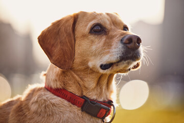 portrait of a yellow dog with a red collar