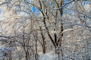Oak grove, densely growing trees, their branches and shades of trees in the snow. Clear blue skies...