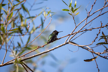 Bird Watching