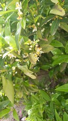 green leaves on a branch