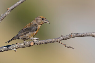 Common crossbill (Loxia curvirostra) in Abruzzo, Italy