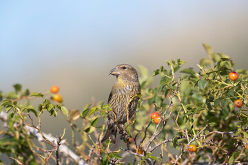 Common crossbill (Loxia curvirostra) in Abruzzo, Italy