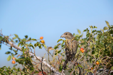 Common crossbill (Loxia curvirostra) in Abruzzo, Italy