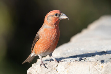 Common crossbill (Loxia curvirostra) in Abruzzo, Italy