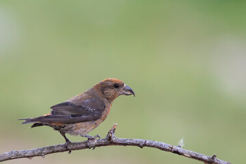 Common crossbill (Loxia curvirostra) in Abruzzo, Italy
