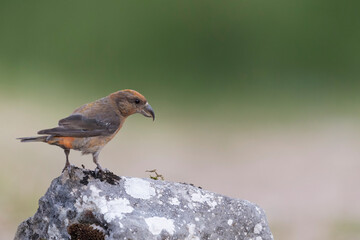 Common crossbill (Loxia curvirostra) in Abruzzo, Italy