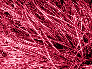 Fashionable color of 2023 is Viva Magenta. Plants painted in purple Forest Viva. Demonstration of the color of the year for the fashion, clothing and interior design industry