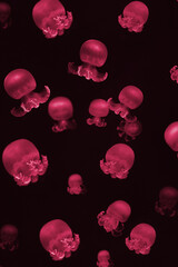 Jellyfish Vibrant Pink color against a deep blue background. New 2023 trending PANTONE 18-1750 Viva Magenta colour