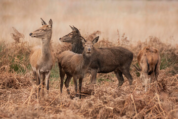 Lovely image of red deer Stag Cervus Elaphus in Autumn Fall landscape scene with vibrant colors