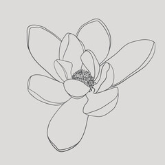 Fototapeta na wymiar Continuous one line drawing of Magnolia flower on gray background. Vector outline Magnolia elegant line art flower drawings