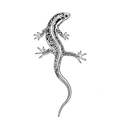 Lizzard black and white illustration. Outline salamander in a black and white oneline artsyle. Iguana reptile coloring page, tattoo design, logo.