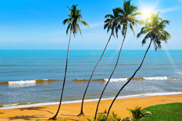 Coconut palm tree with Tropical beach and sun.