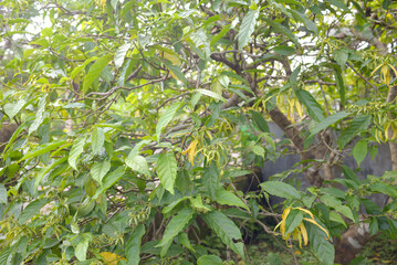 tree with leaves