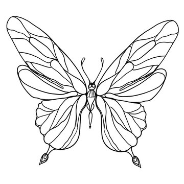Butterfly - Decorative vector outline of a butterfly. Design for a coloring page, tattoo, textile designs.