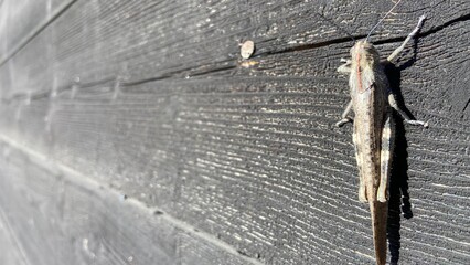 big grasshopper locust on the board