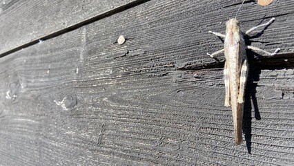 big grasshopper locust on the board
