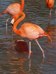 red flamingo in the evening light