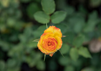 yellow rose in the garden