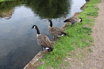 country goose on the lake