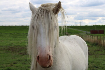 albino horse in the field