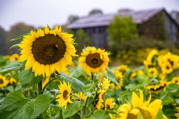 field of sunflowers
