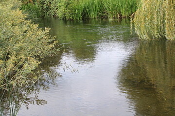 reeds on the river