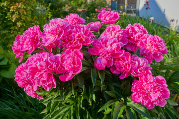 peonies in the garden,beautiful lush peony flowers bloom in the garden
