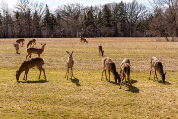 A Herd Of Urban Deer Feeding In The Field In Spring