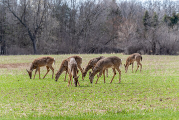 A Herd Of Urban Deer Feeding In The Field In Spring