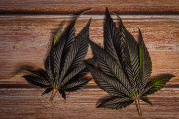 Marijuana violet leaf on brown wooden table from top