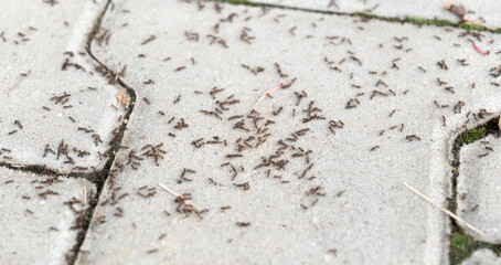 Lots of ants on the ground, hundreds of ants on the concrete sidewalk, ant infestation problem...