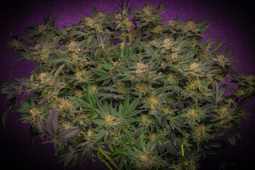Bunch of flowers of marijuana ripened blooms with violet background